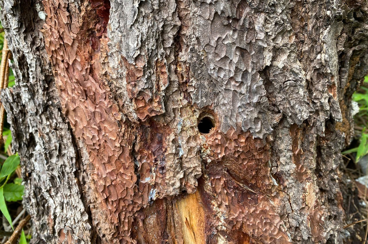 Thân cây thông già bị khoan lỗ, đổ dung dịch lạ vào bên trong để "đầu độc".