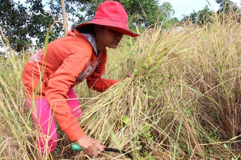Việc triển khai rà soát hộ nghèo, hộ cận nghèo năm 2022 nhằm xác định, lập danh sách, phân loại chính xác, đầy đủ số liệu, thông tin cơ bản về hộ nghèo, hộ cận nghèo, hộ thoát nghèo, hộ thoát cận nghèo theo chuẩn nghèo đa chiều để có cơ sở xây dựng kế hoạch, giải pháp giảm nghèo và thực hiện các chính sách giảm nghèo, an sinh xã hội trong năm 2023. Ảnh minh họa