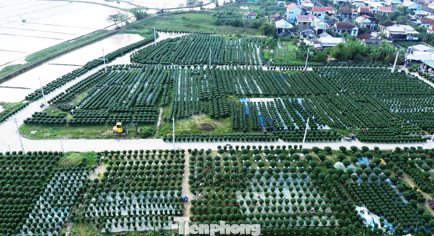Theo thống kê của ngành nông nghiệp địa phương, toàn địa bàn TP. Huế trồng khoảng 50 - 60ha hoa Tết 2025. Vụ hoa vụ Tết năm nay tại Huế được kỳ vọng giúp người nông dân có thêm việc làm, tăng thu nhập, để bà con đón một cái Tết vui tươi, đầm ấm, sung túc hơn.