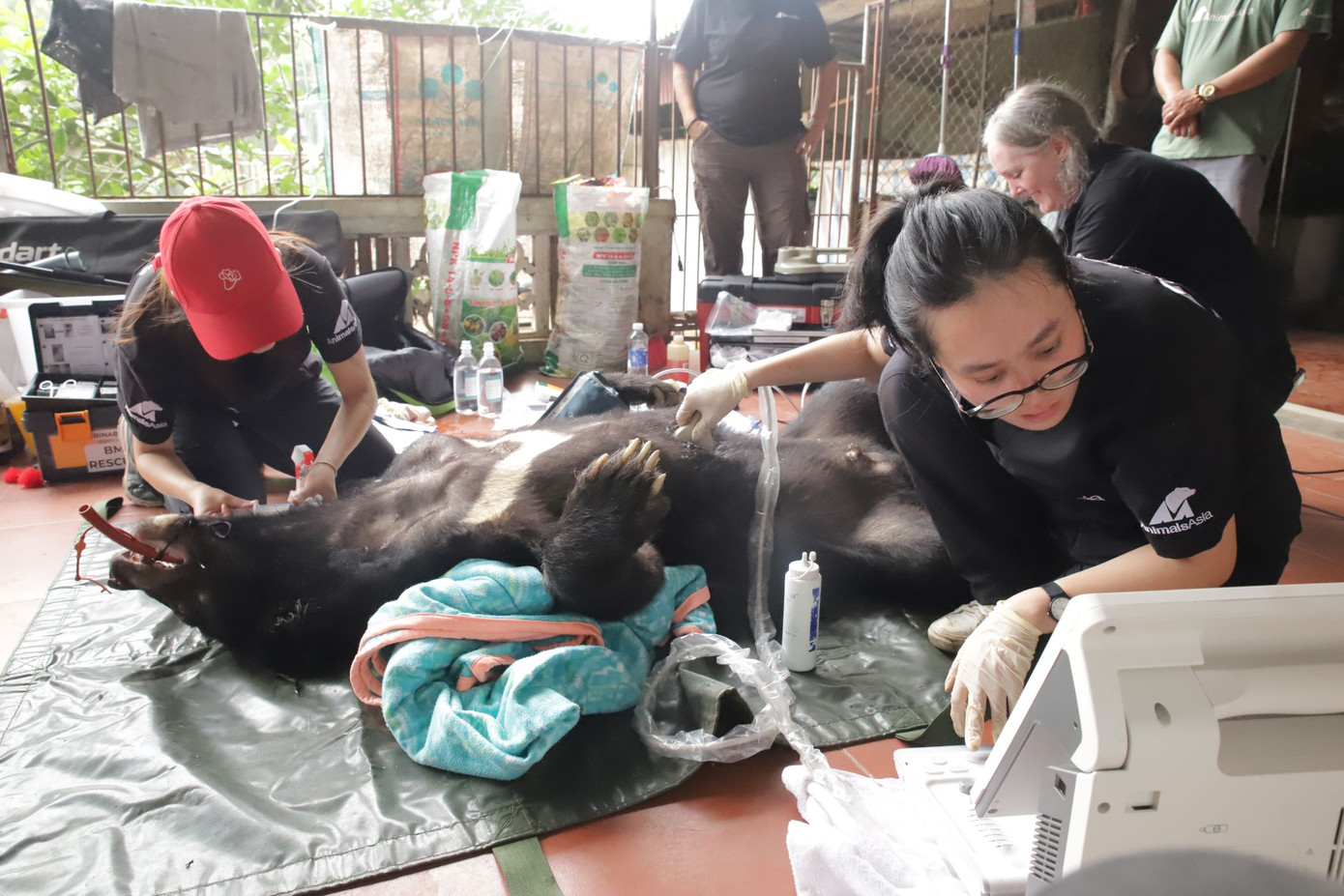 Gấu được gây mê, khám sức khỏe ban đầu trước khi vận chuyển về Trung tâm Cứu hộ tại Vườn Quốc gia Bạch Mã.