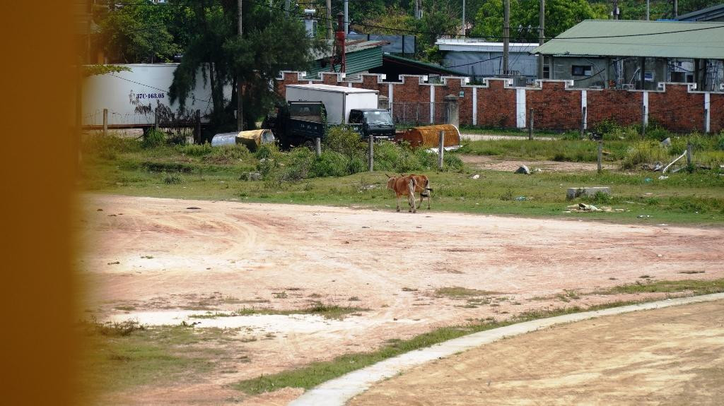 Bò "dạo chơi" trong khuôn viên dự án 21 tỷ đồng.