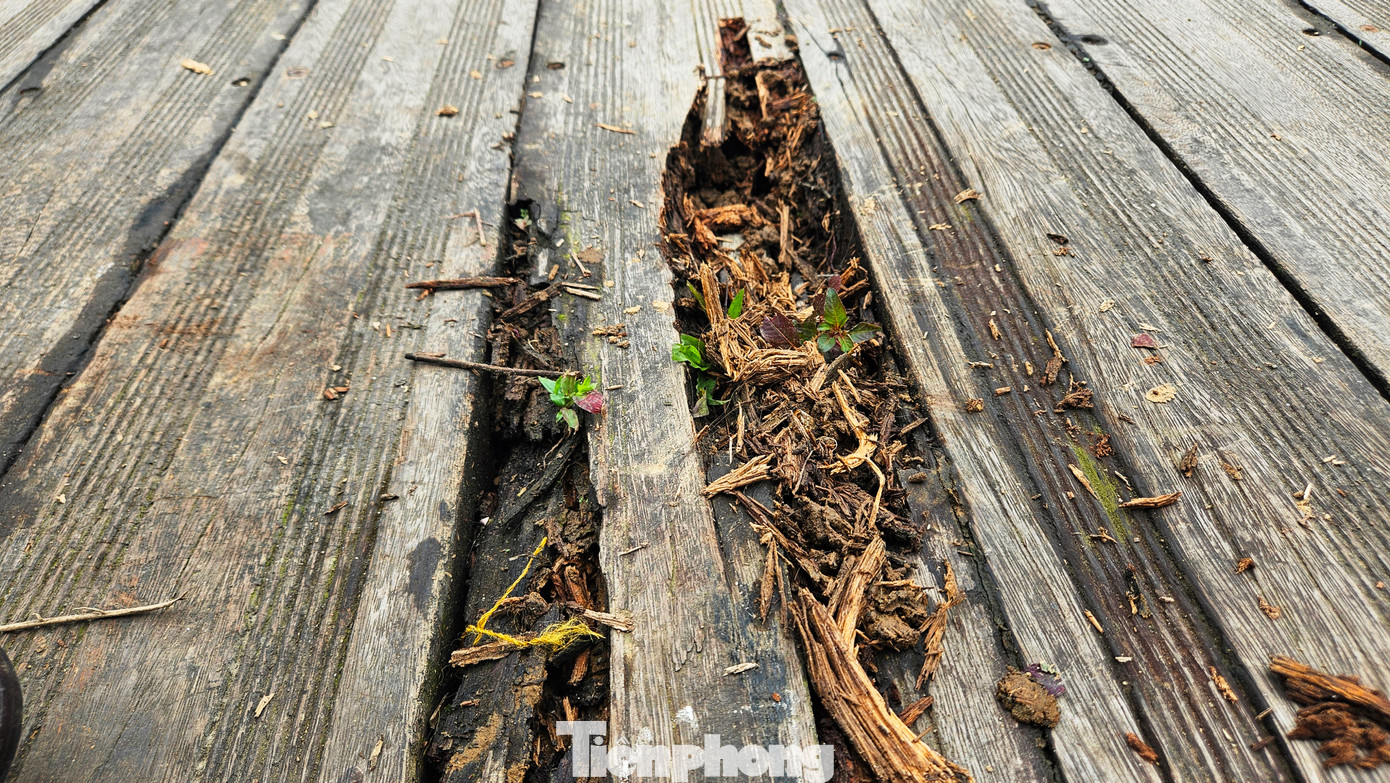 Mặt lát cầu gỗ lim bị hư hỏng sau 7 năm sử dụng, phải dùng đến vật liệu dự phòng, được đánh giá đã vượt yêu cầu thiết kế.