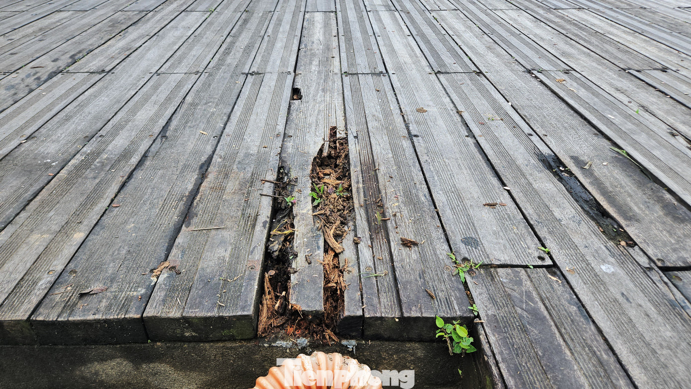 Những vị trí sàn gỗ lim bị mục hỏng, lún lõm tồn đọng cả rác thải, cỏ dại mọc lên tươi tốt nhưng không được dọn dẹp, nhổ bỏ... khiến nhiều người cho rằng, công tác chăm sóc, bảo dưỡng mặt cầu của đơn vị quản lý công trình phục vụ du lịch chưa được quan tâm đúng mức.