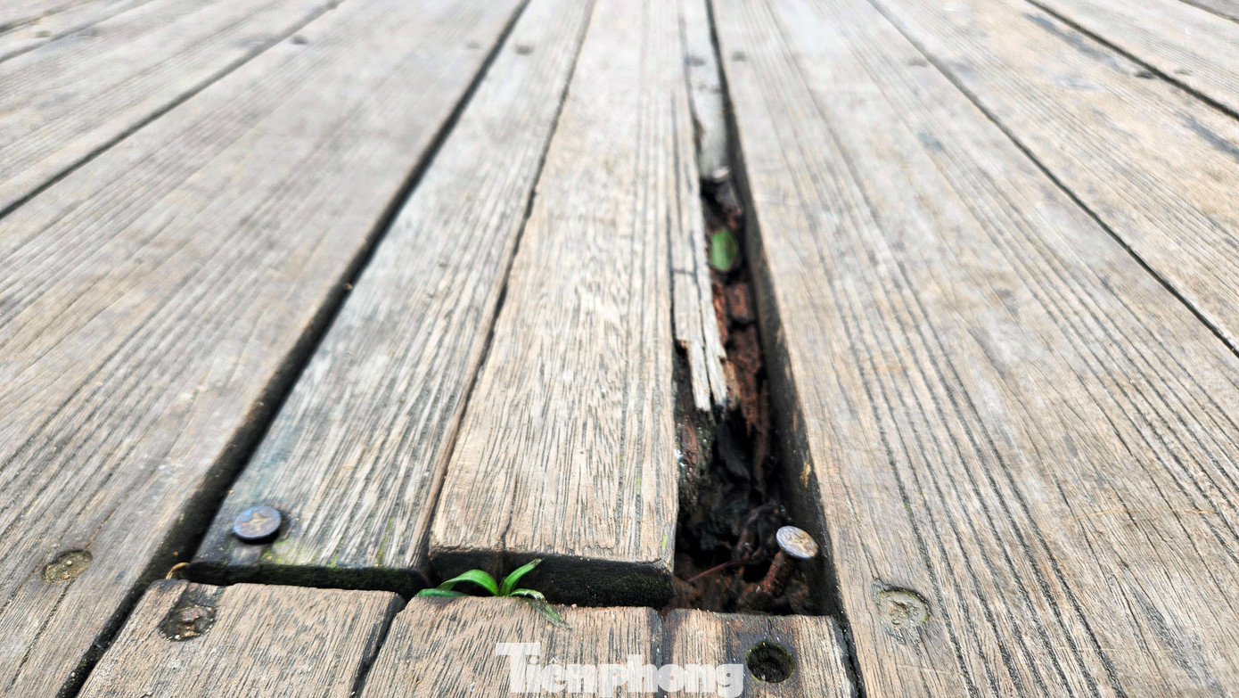 Những vị trí sàn gỗ lim bị mục hỏng, lún lõm tồn đọng cả rác thải, cỏ dại mọc lên tươi tốt nhưng không được dọn dẹp, nhổ bỏ... khiến nhiều người cho rằng, công tác chăm sóc, bảo dưỡng mặt cầu của đơn vị quản lý công trình phục vụ du lịch chưa được quan tâm đúng mức.