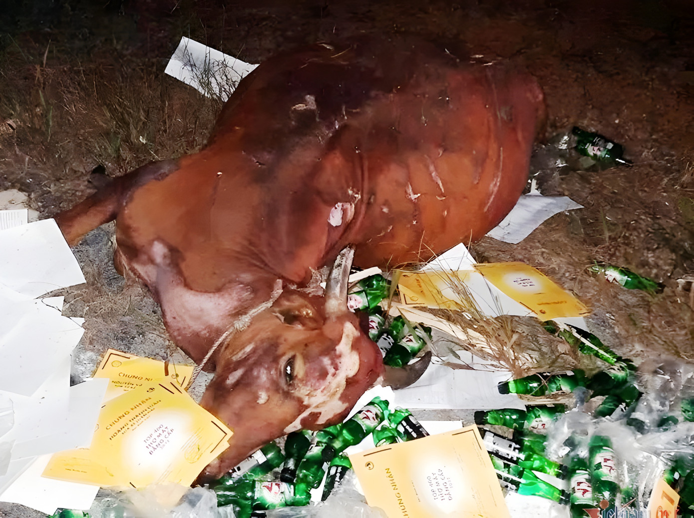 Bò bị tông chết trên cao tốc trong vụ tai nạn giao thông giữa hai xe tải xảy ra vào tối 1/9 đoạn qua xã Phong Mỹ, huyện Phong Điền, tỉnh TT-Huế. Bò bị tông chết trên cao tốc trong vụ tai nạn giao thông giữa hai xe tải xảy ra vào tối 1/9 đoạn qua xã Phong Mỹ, huyện Phong Điền, tỉnh TT-Huế.