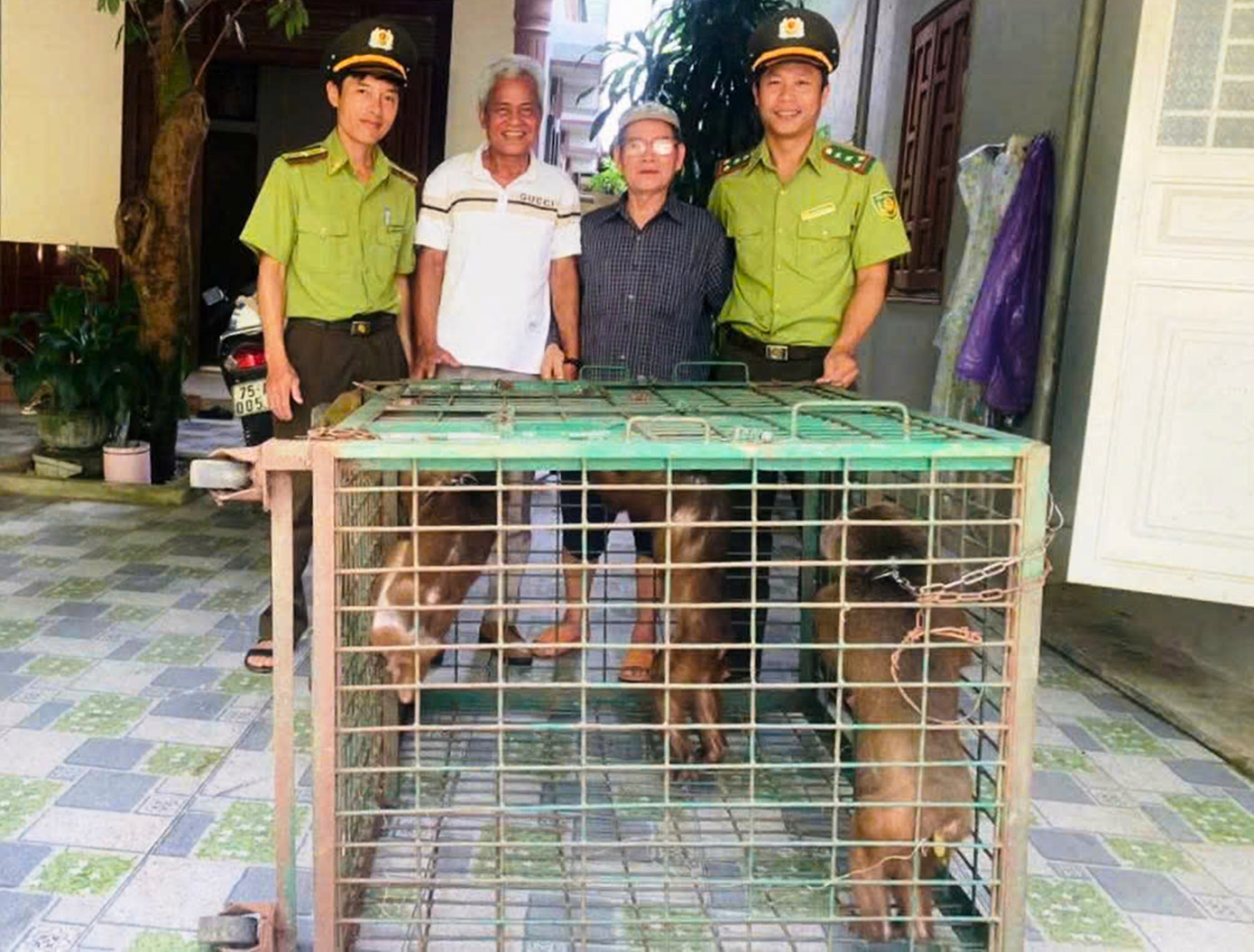 Lực lượng kiểm lâm tiếp nhận cùng lúc 3 cá thể khỉ mặt đỏ quý, hiếm do người dân miền núi A Lưới tự nguyện giao nộp.