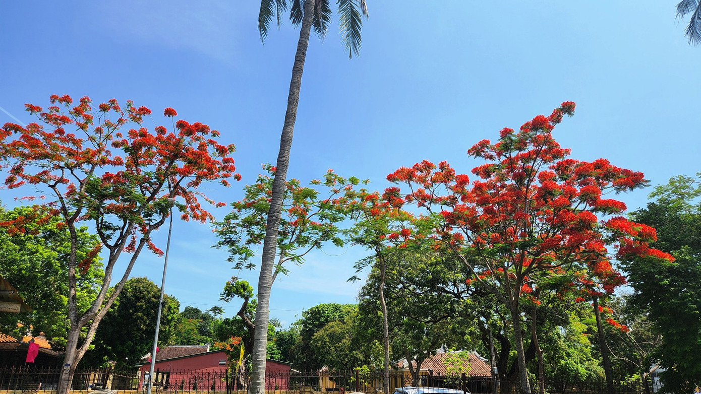 Có thể chiêm ngưỡng hoa phượng đỏ ở bất kỳ nơi đâu tại Huế, từ đường phố, trường học đến những điểm di tích. Ảnh: Ngọc Văn