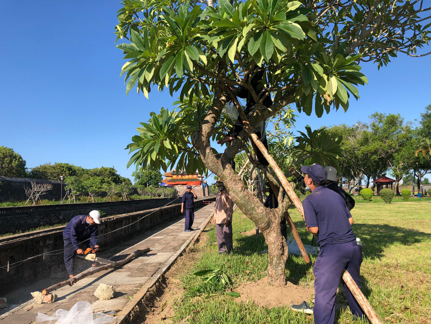 Công nhân đô thị chỉnh trang cây xanh quanh Đại nội Huế trước giờ mở cửa đón khách. Ảnh: Quang Phúc