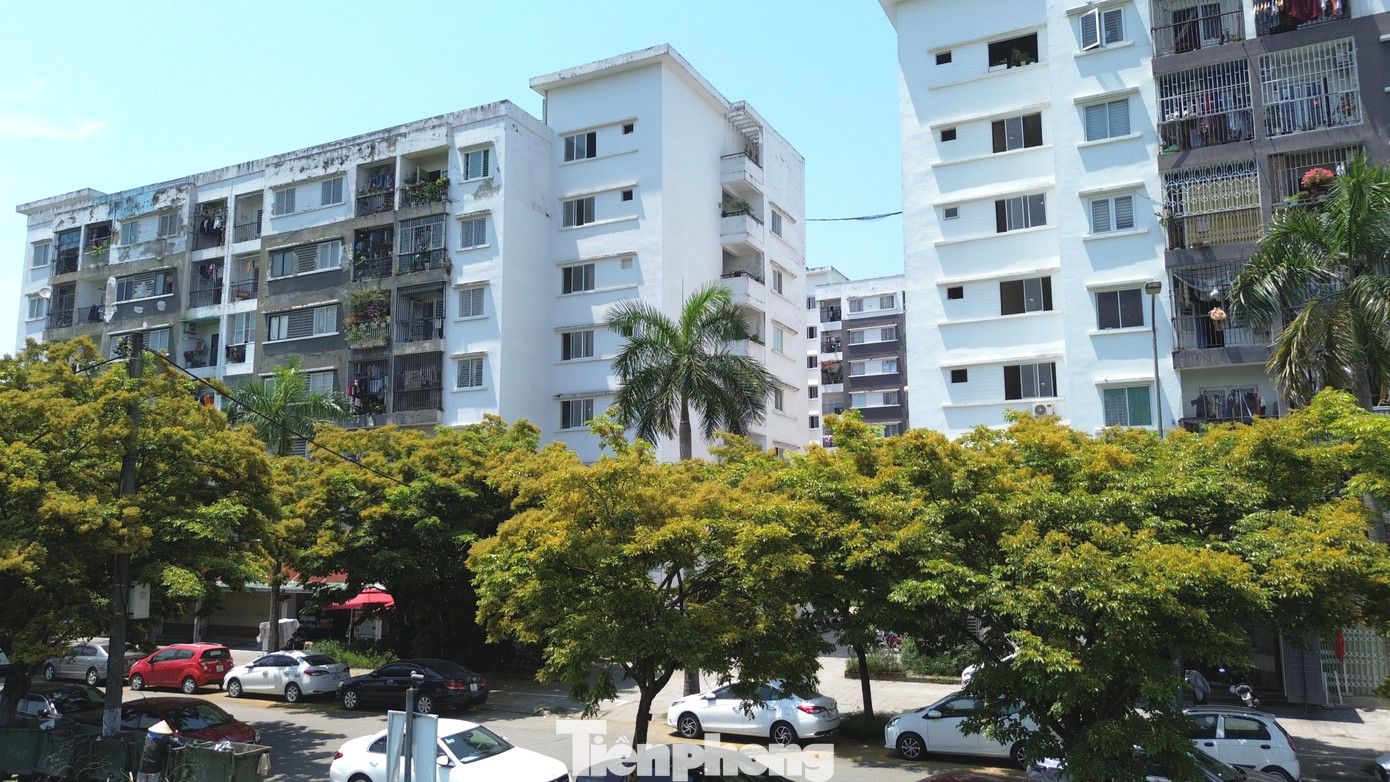 Hoa sưa không chỉ góp phần làm đẹp cho các khu đô thị mới ở Huế, mà còn tạo nên một không gian sống gần gũi giữa con người với cây lá, thiên nhiên.