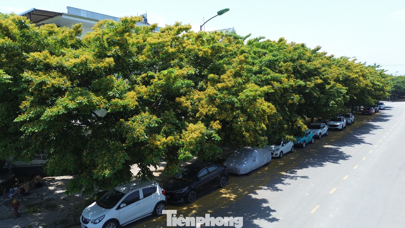 Theo thông tin từ các nhà nghiên cứu, việc trồng cây sưa vàng tại Huế bắt đầu trong vài năm lại đây, nhằm tạo cảnh quan xanh mát, hoa nở theo mùa với nét riêng và hình thành bóng râm cho đô thị.