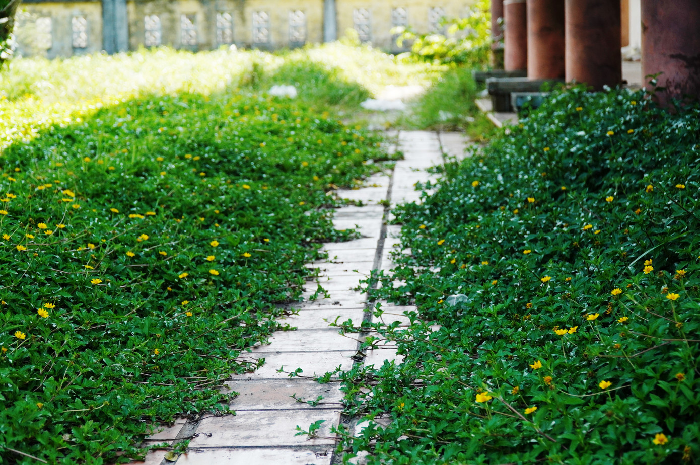 Cỏ dại che lấp các lối đi.