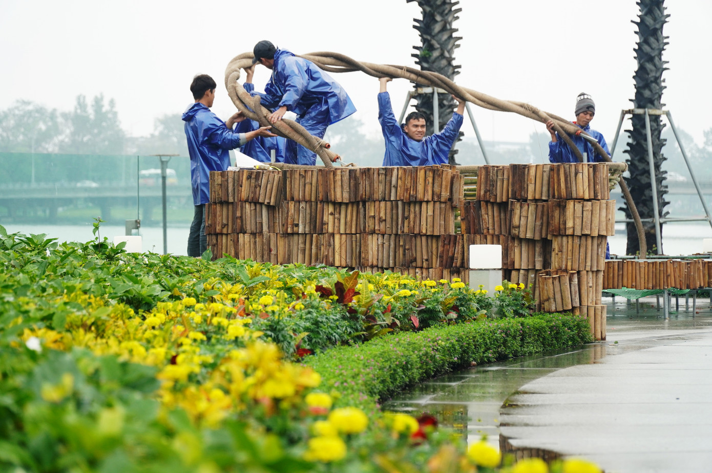Theo ông Lê Như Chinh - Giám đốc Trung tâm Công viên cây xanh TP Huế, đơn vị đã huy động 100% cán bộ, công nhân, với quân số hơn 300 người làm việc liên tục để làm đẹp, trang trí các công viên; bố trí cây xanh, hoa trang trí trên hệ thống đường phố tại Huế trong dịp đón chào năm mới Quý Mão 2023. Đến nay, việc trang trí các tạo hình, bố trí cây xanh, hoa tại các khu vực công cộng ở TP. Huế đã cơ bản hoàn tất. Theo ông Lê Như Chinh - Giám đốc Trung tâm Công viên cây xanh TP Huế, đơn vị đã huy động 100% cán bộ, công nhân, với quân số hơn 300 người làm việc liên tục để làm đẹp, trang trí các công viên; bố trí cây xanh, hoa trang trí trên hệ thống đường phố tại Huế trong dịp đón chào năm mới Quý Mão 2023. Đến nay, việc trang trí các tạo hình, bố trí cây xanh, hoa tại các khu vực công cộng ở TP. Huế đã cơ bản hoàn tất.
