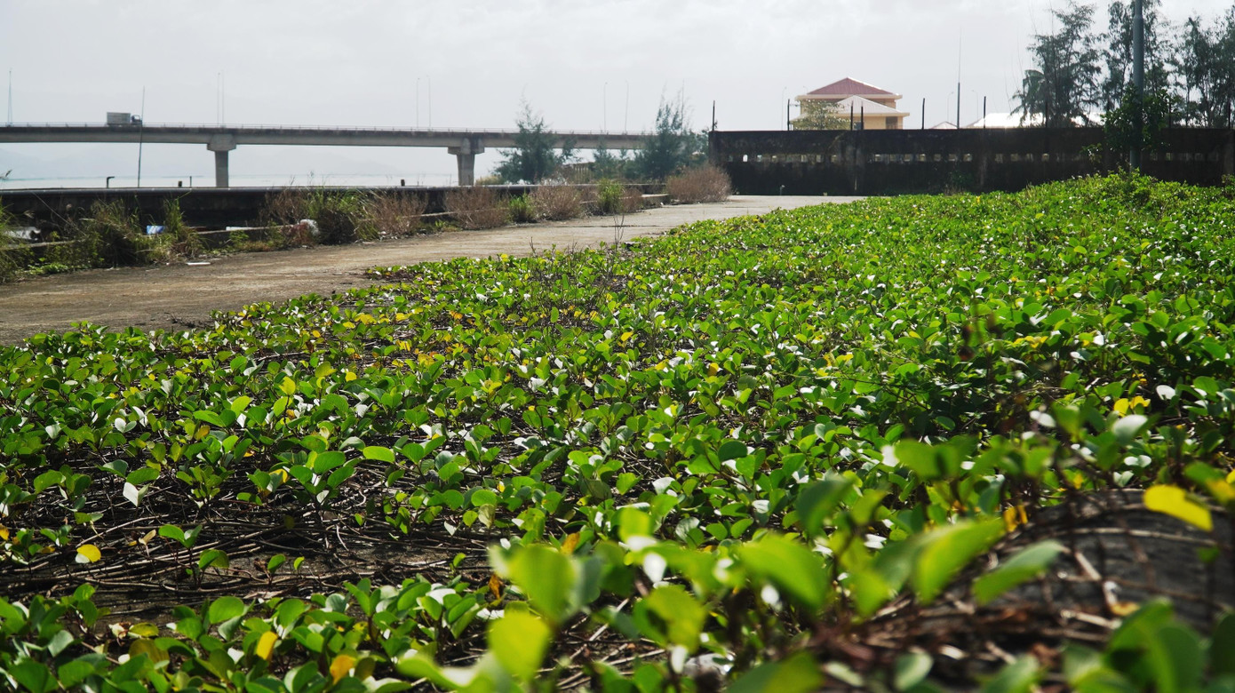 Sở NN&amp;PTNT tỉnh TT-Huế cho rằng, các dự án chậm hoàn thành là do có nhiều hạng mục phức tạp; công trình thực hiện tại địa bàn vùng biển, chịu ảnh hưởng rất lớn bởi điều kiện thời tiết, nên thời gian thuận lợi để triển khai thi công rất ít (chỉ khoảng 8 tháng trong năm 2021). Ngoài ra, dịch bệnh COVID-19 diễn biễn phức tạp ảnh hưởng đến huy động nguồn nhân công, thiết bị máy móc của các nhà thầu đến từ tỉnh ngoài thời điểm thực hiện giãn cách xã hội, gây ảnh hưởng lớn đến tiến độ thi công hoàn thành công trình.