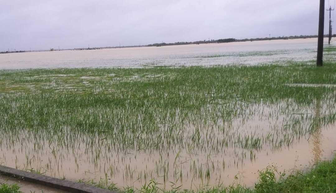 Lúa đông xuân giai đoạn làm đòng bị lũ nhấn chìm gây nguy cơ mất trắng xảy ra chủ yếu ở địa bàn các huyện Phong Điền, Quảng Điền, Phú Lộc và TP Huế. Trong đó, diện tích ngập úng tại TP Huế lên đến hơn 500 ha.