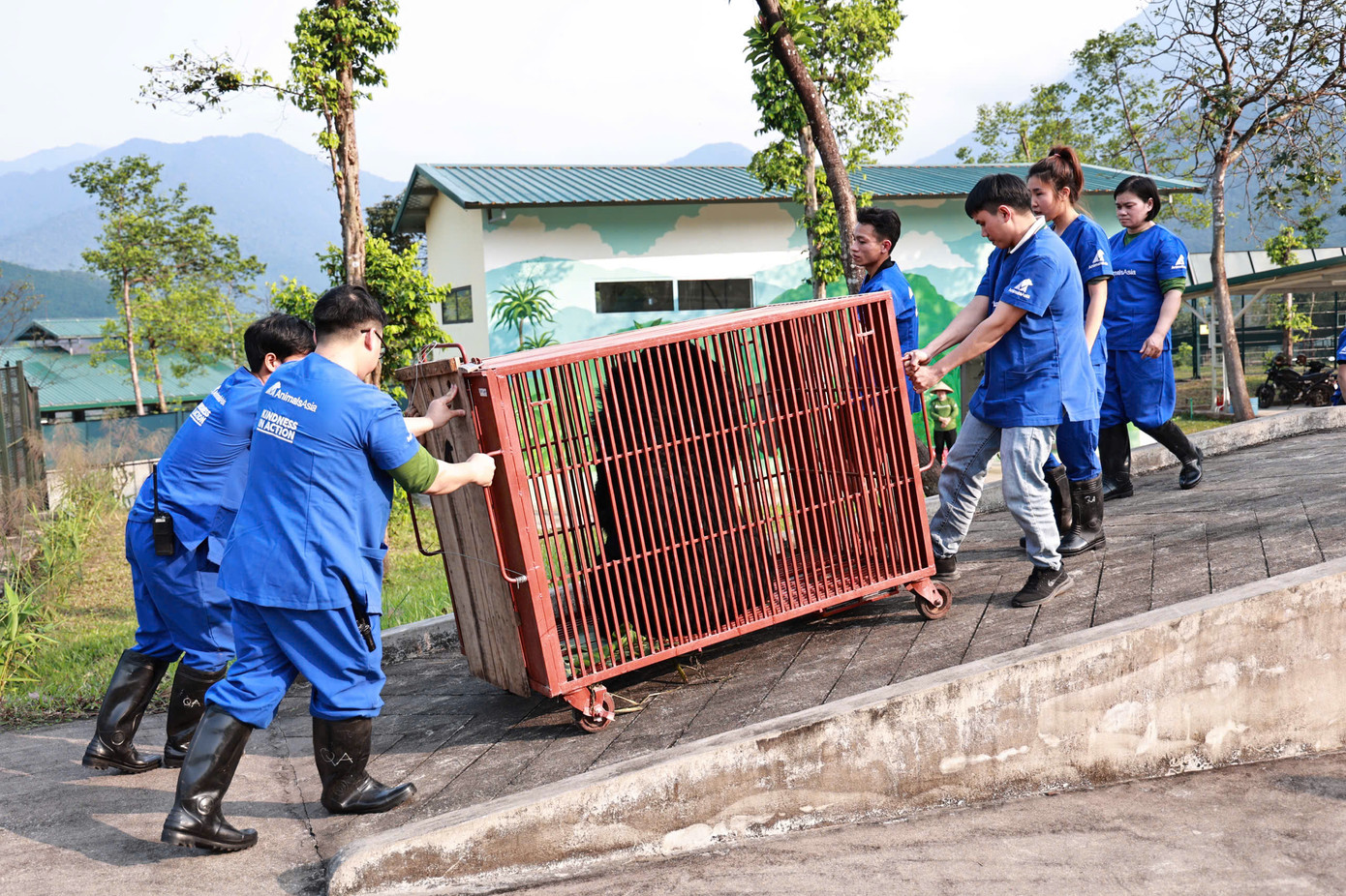 Đến nay, cơ sở cứu hộ gấu tại Bạch Mã (Huế) chăm sóc 11 cá thể gấu.