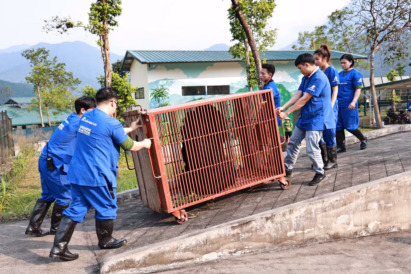 Đến nay, cơ sở cứu hộ gấu tại Bạch Mã (Huế) chăm sóc 11 cá thể gấu. Đến nay, cơ sở cứu hộ gấu tại Bạch Mã (Huế) chăm sóc 11 cá thể gấu.