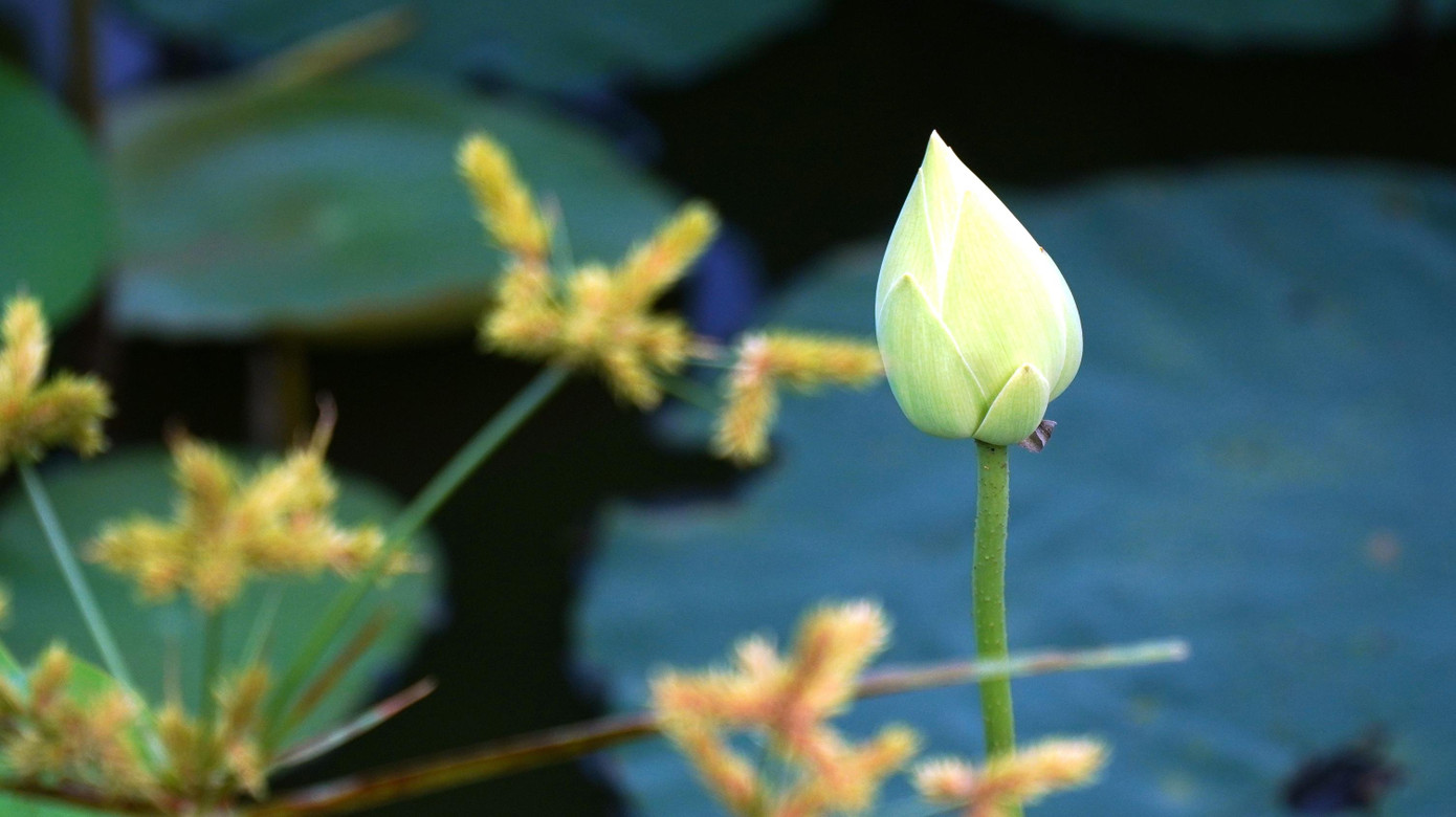 Nhìn gần sen trắng hồ Tịnh Ảnh: Ngọc Văn