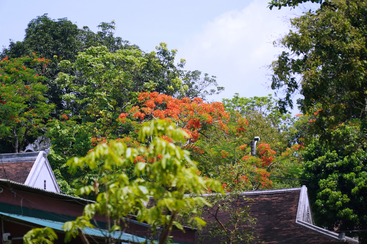 Sắc phượng đỏ trên mái ngói rêu phong của Bảo tàng Cổ vật Cung đình Huế. Ảnh: Ngọc Văn