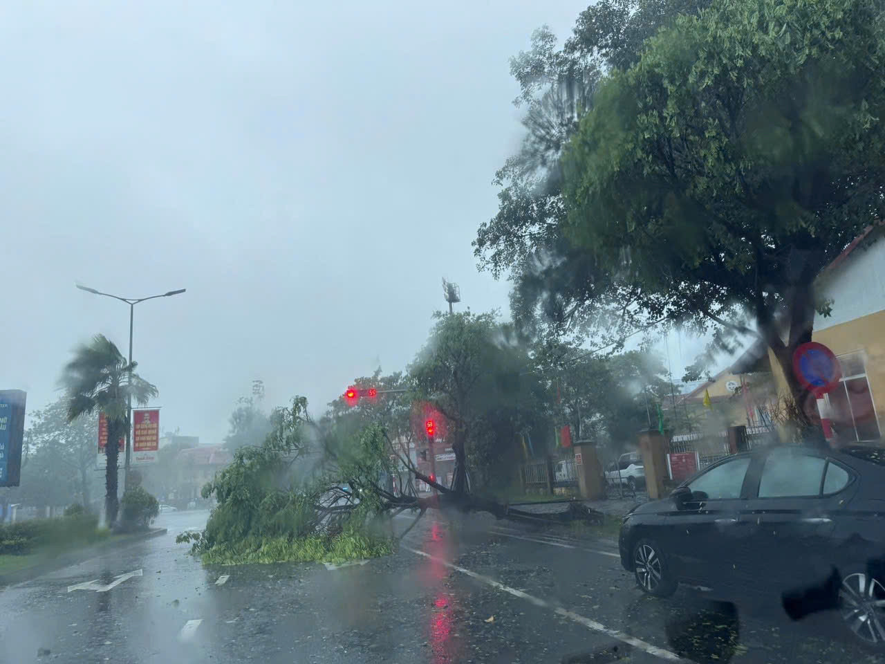 Cây xanh đường phố bị đổ ngã.