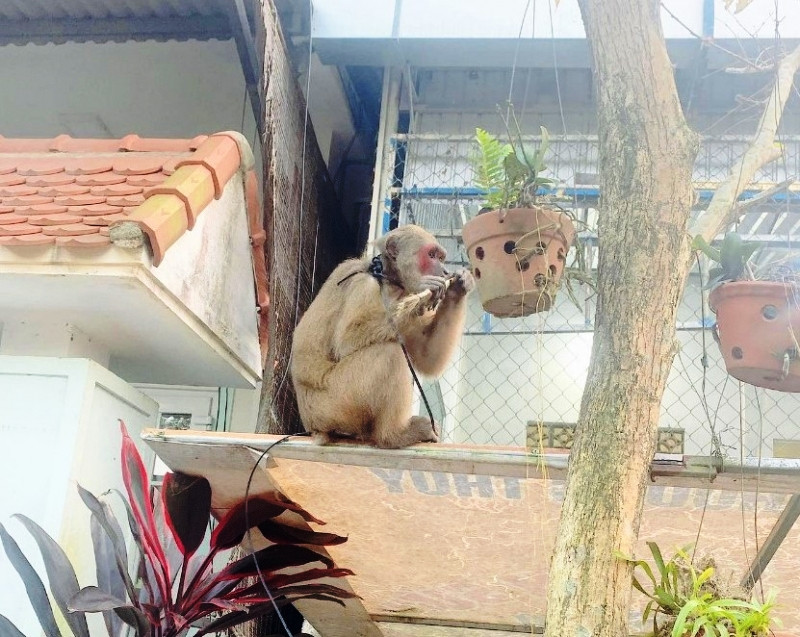 Cá thể khỉ mặt đỏ quý hiếm đi lạc được anh Nguyễn Minh Thuần phát hiện trong lúc đi làm và đưa về nhà nuôi. Ảnh: CACC