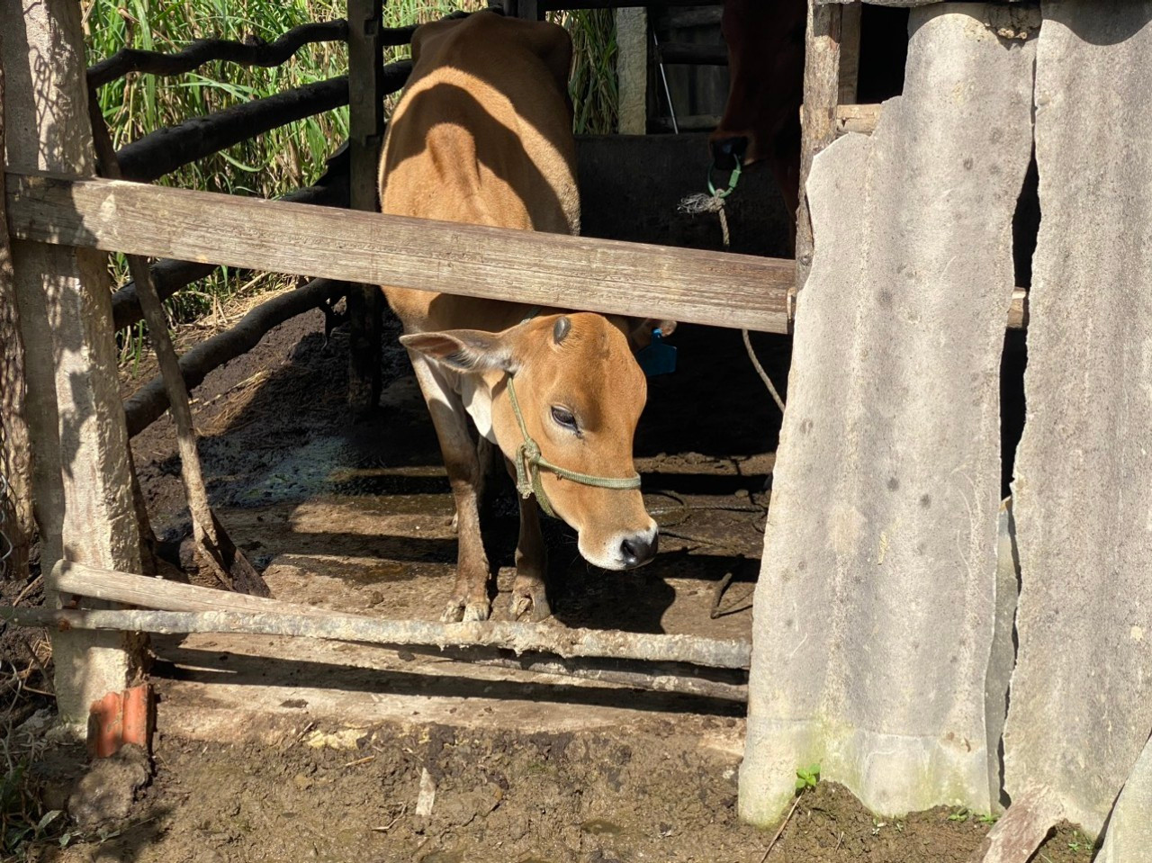 Bò giống được người dân tiếp nhận nuôi từ chương trình hỗ trợ phát triển chăn nuôi tại huyện miền núi A Lưới, tỉnh TT-Huế. Bò giống được người dân tiếp nhận nuôi từ chương trình hỗ trợ phát triển chăn nuôi tại huyện miền núi A Lưới, tỉnh TT-Huế.