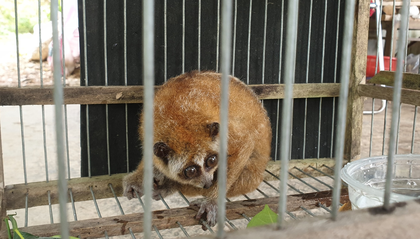 Cá thể cu li nhỏ quý hiếm do học sinh tại Huế giao nộp cho cơ quan kiểm lâm. Cá thể cu li nhỏ quý hiếm do học sinh tại Huế giao nộp cho cơ quan kiểm lâm.