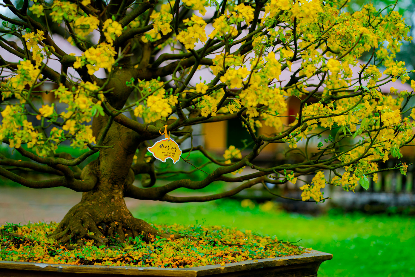 Từ lâu, Hoàng mai Huế được nhân giống bằng cách ghép hoặc trồng từ hạt. Hiện nay, giống này chủ yếu được trồng từ cây ghép do có ưu điểm là cây nhanh lớn, nụ nhiều, sức sống mạnh, ít bệnh hơn cây trồng từ hạt. Ảnh: Đình Hoàng. Từ lâu, Hoàng mai Huế được nhân giống bằng cách ghép hoặc trồng từ hạt. Hiện nay, giống này chủ yếu được trồng từ cây ghép do có ưu điểm là cây nhanh lớn, nụ nhiều, sức sống mạnh, ít bệnh hơn cây trồng từ hạt. Ảnh: Đình Hoàng.