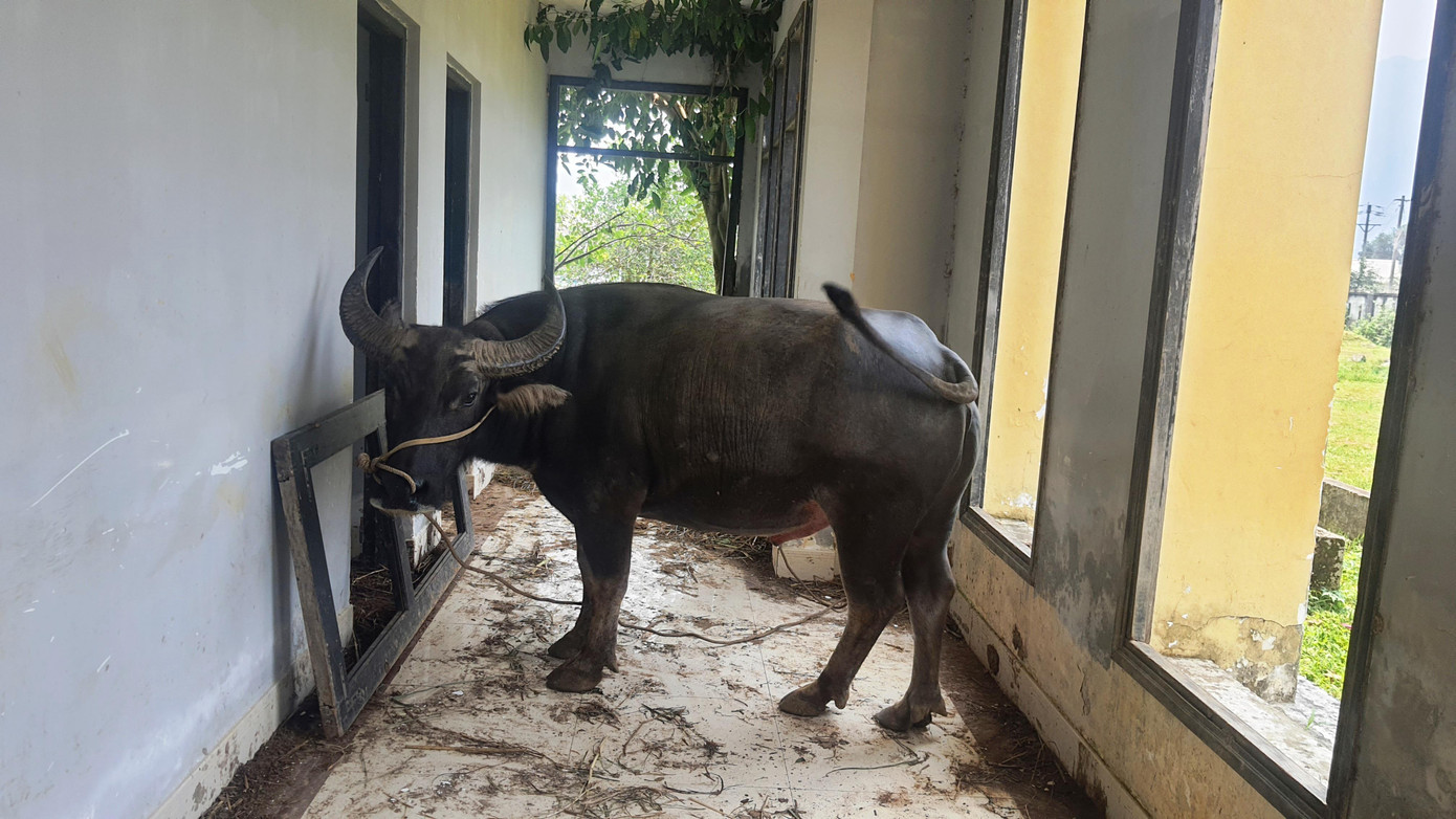 Trâu được nuôi nhốt trên hành lang tầng trệt tòa nhà