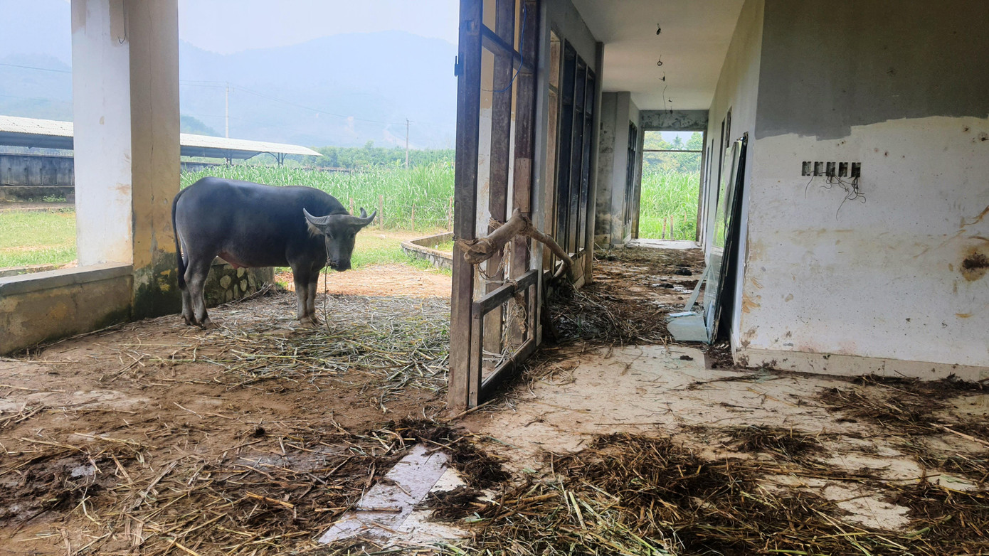 Trâu bò được nuôi ngay ở sảnh vào tòa nhà cao tầng. Lối vào đầy phân gia súc bẩn thỉu