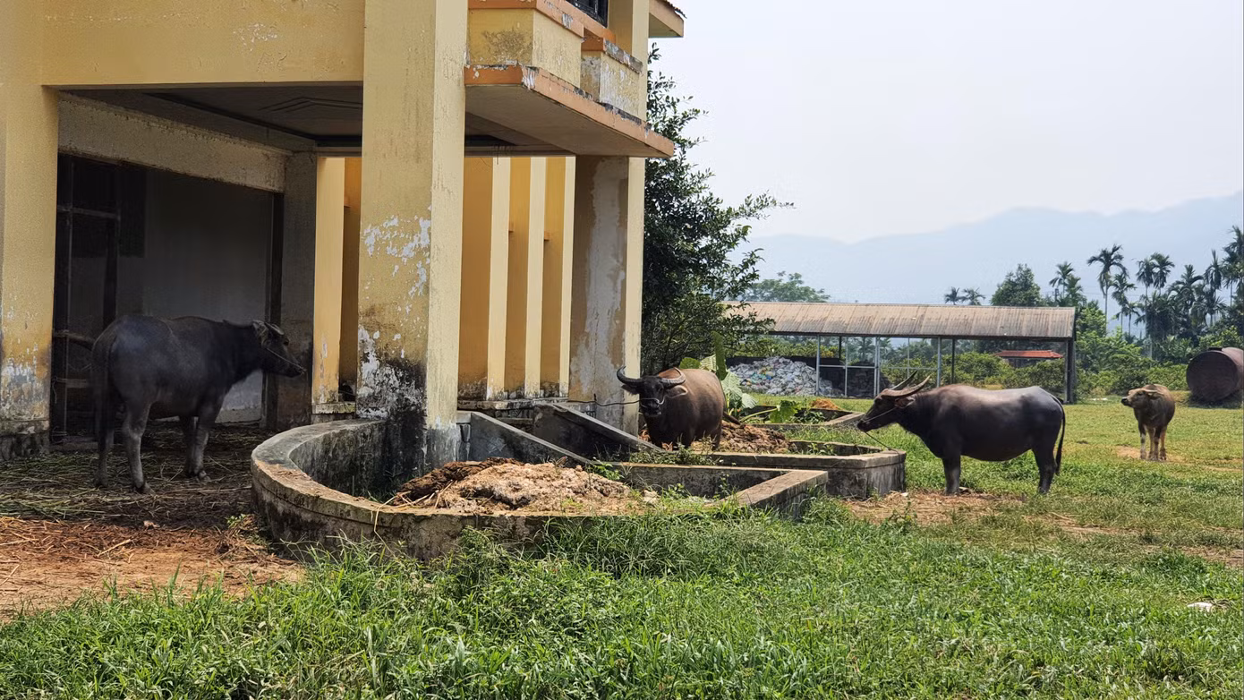 Khu điều hành trị giá đầu tư tiền tỷ thành nơi nuôi nhốt trâu bò của dân địa phương Khu điều hành trị giá đầu tư tiền tỷ thành nơi nuôi nhốt trâu bò của dân địa phương