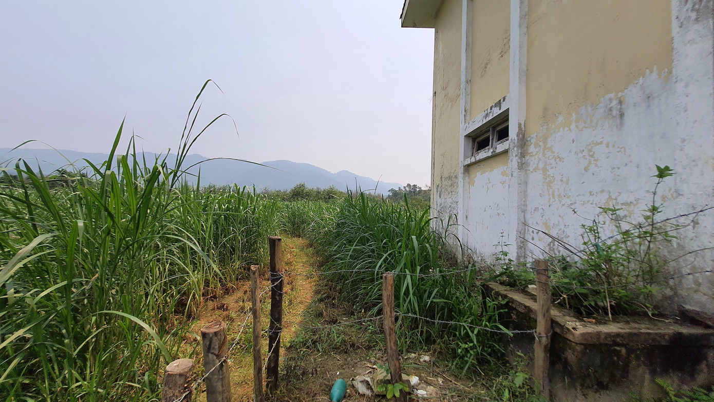 Người dân tận dụng khuôn viên khu nhà điều hành để trồng cỏ phục vụ chăn nuôi gia súc