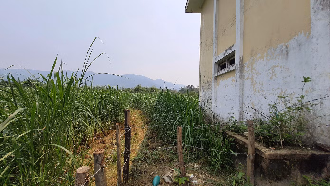 Người dân tận dụng khuôn viên khu nhà điều hành để trồng cỏ phục vụ chăn nuôi gia súc Người dân tận dụng khuôn viên khu nhà điều hành để trồng cỏ phục vụ chăn nuôi gia súc