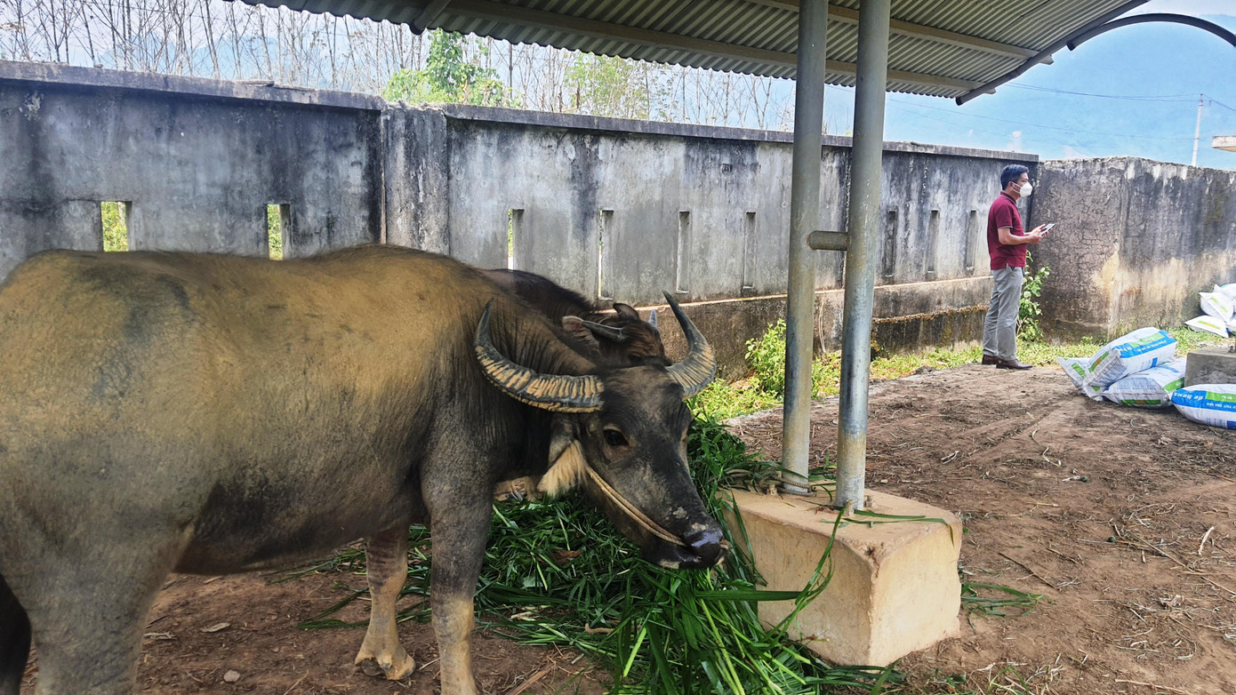 Nhà xe của khu điều hành cũng trở thành chuồng trâu