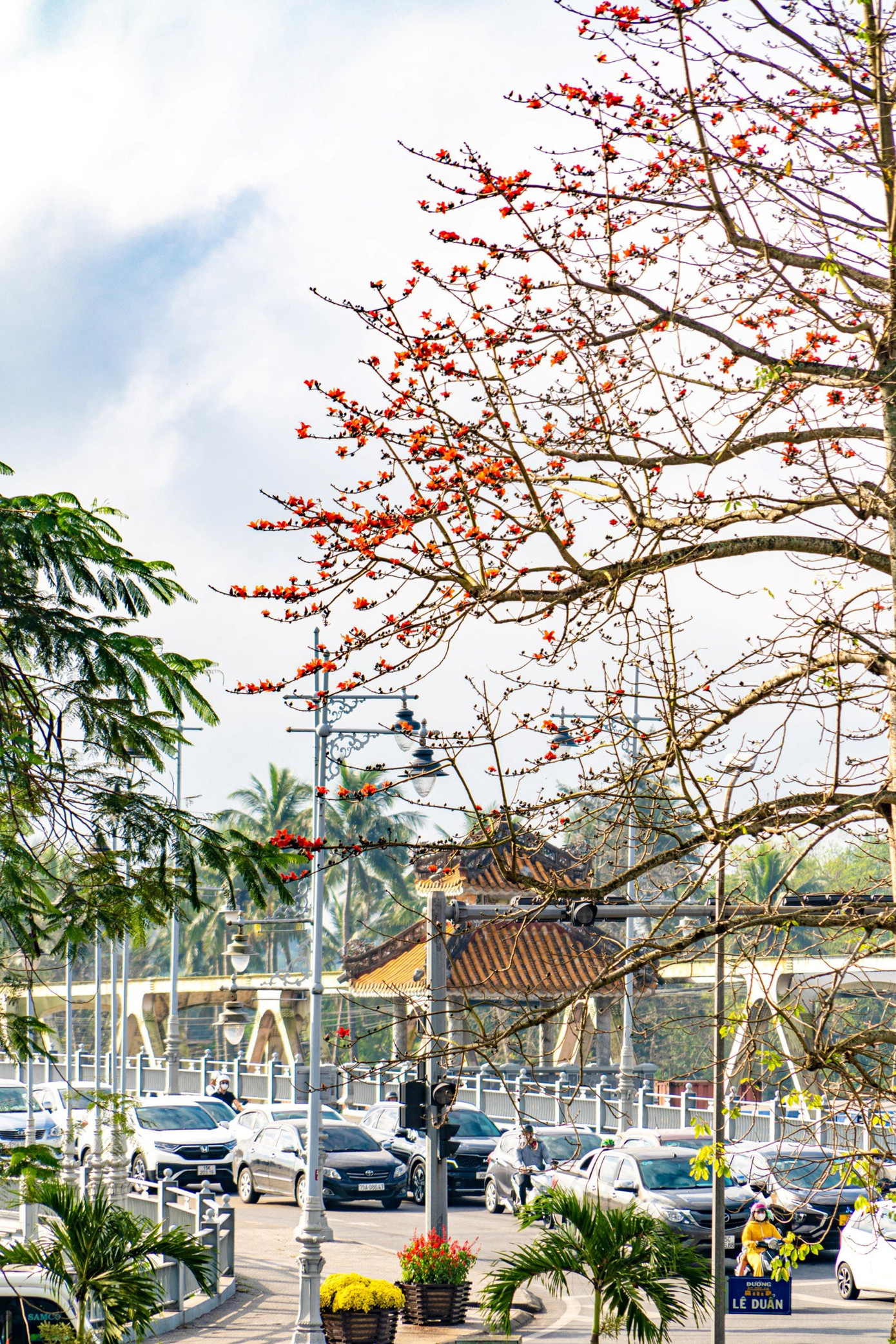 Hoa gạo còn gọi là hoa Mộc miên hay Pơ lang, phổ biến ở các tỉnh Bắc Bộ. Ở Huế, cây hoa gạo không được trồng nhiều trên các tuyến phố, không phải là loài hoa đặc trưng như mai vàng, ngô đồng, sen ngự trắng... Nhưng với sắc màu khỏe khoắn, đỏ rực, loài hoa này đua nở vào dịp Xuân mới cũng góp thêm vẻ đẹp gần gũi, dung dị cho Cố đô Huế - thành phố 4 mùa hoa. Ảnh: Bảo Minh