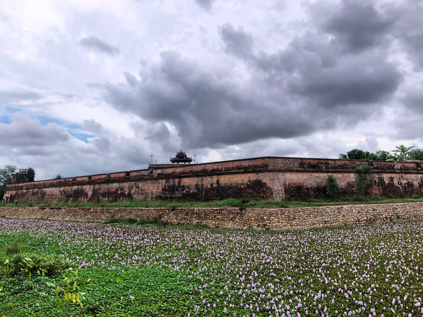 'Ruộng hoa' tím bao quanh chân Kinh thành Huế như gợi nhớ màu thời gian, năm tháng