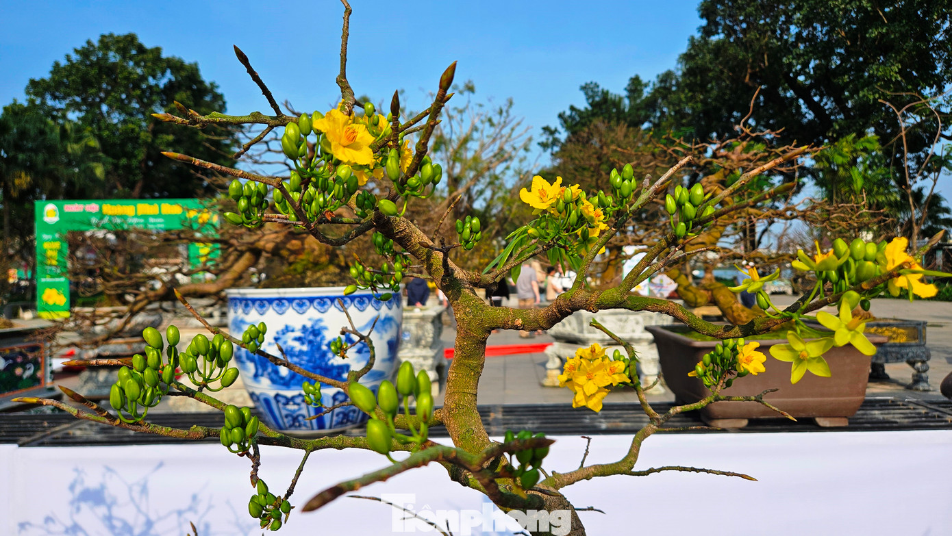 Tham gia ngày hội, anh Trương Công Huy (40 tuổi, chủ một nhà vườn ở Huế) chia sẻ, mai Huế có nét đẹp riêng biệt so với những dòng mai khác trong cả nước. Các tác phẩm Hoàng mai dự hội đều có thông tin nguồn gốc và chủ sở hữu cây rõ ràng.