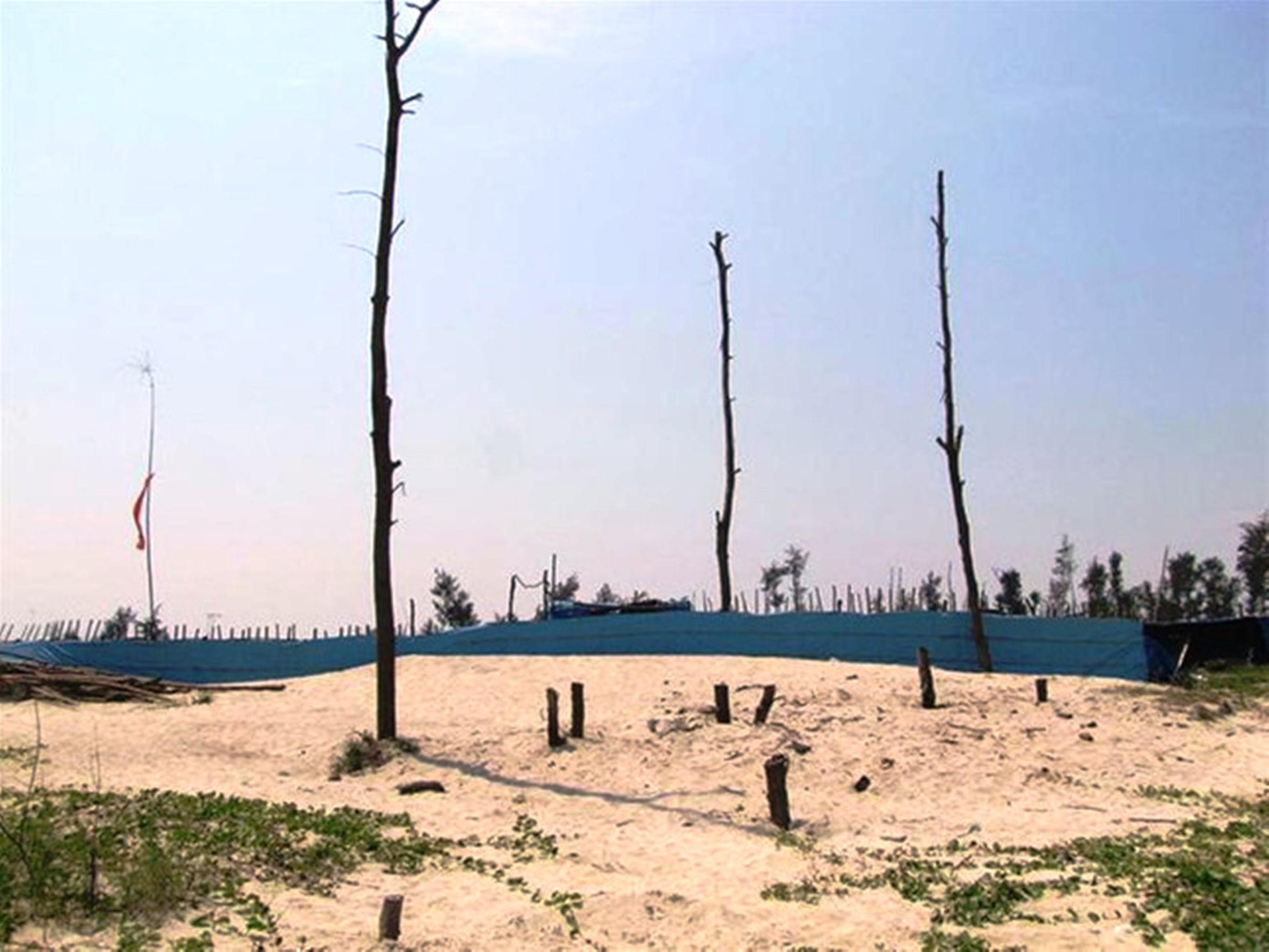 Một vụ phá rừng phòng hộ ven biển Phong Điền, TT-Huế, để nuôi tôm. Ảnh: Ngọc Văn Một vụ phá rừng phòng hộ ven biển Phong Điền, TT-Huế, để nuôi tôm. Ảnh: Ngọc Văn