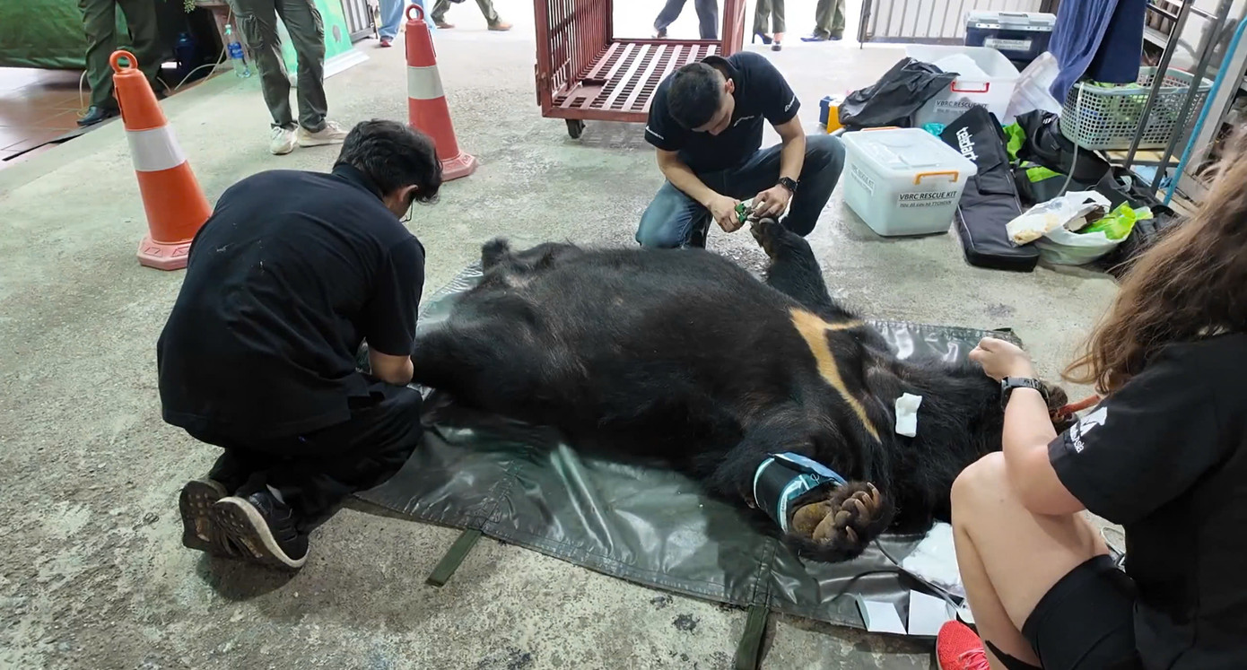 Khám sức khỏe cho chú gấu Hải Phòng trước khi chuyển vào Huế chăm sóc, nuôi dưỡng.