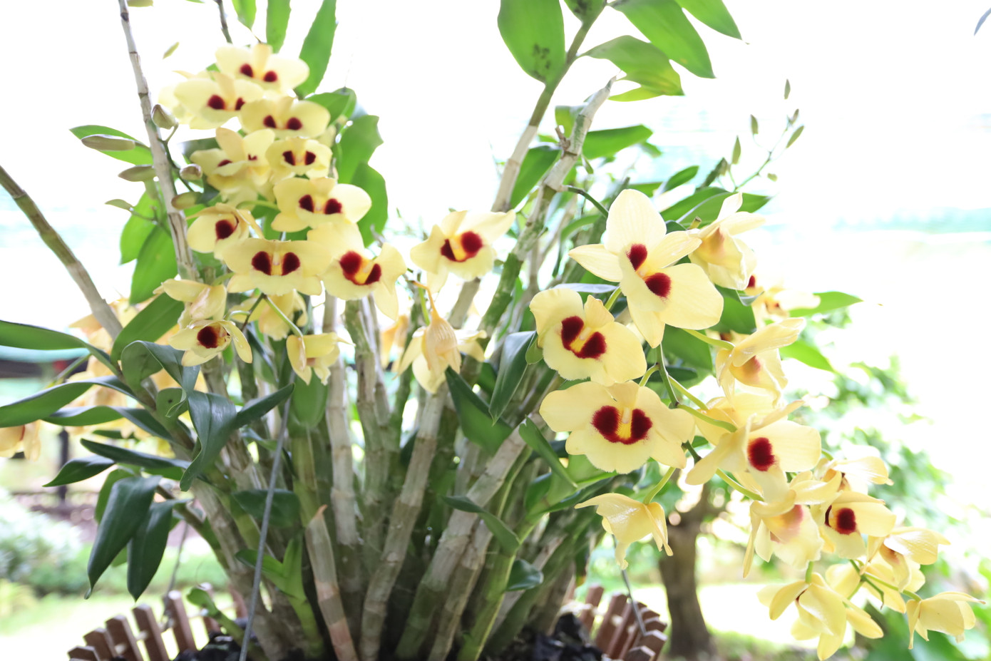 Sự kiện nhằm tôn vinh giá trị sinh vật cảnh, làng nghề truyền thống, quảng bá di sản văn hóa Huế và các vùng miền, đồng thời góp phần thúc đẩy phát triển du lịch, dịch vụ. Sự kiện nhằm tôn vinh giá trị sinh vật cảnh, làng nghề truyền thống, quảng bá di sản văn hóa Huế và các vùng miền, đồng thời góp phần thúc đẩy phát triển du lịch, dịch vụ.