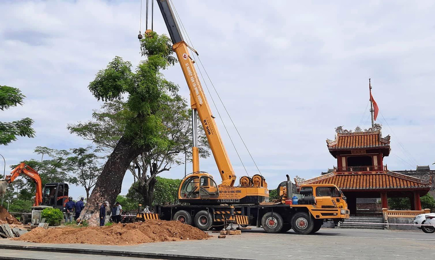 Đây là lần đầu tiên, Trung tâm Công viên Cây xanh Huế tổ chức di dời cổ thụ 100 tuổi giữa mùa nắng nóng. Ảnh: Tám Quang