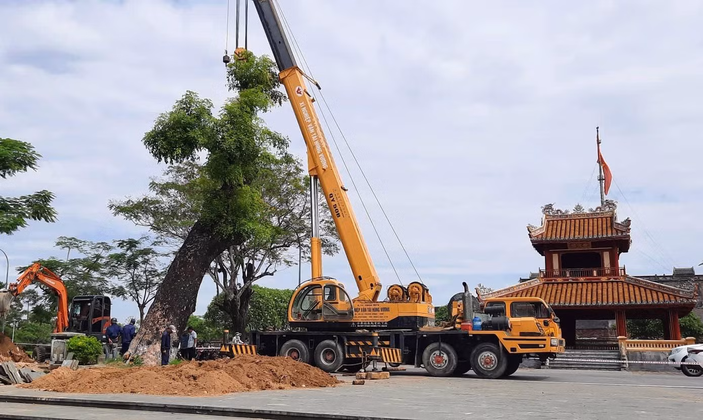 Đây là lần đầu tiên, Trung tâm Công viên Cây xanh Huế tổ chức di dời cổ thụ 100 tuổi giữa mùa nắng nóng. Ảnh: Tám Quang Đây là lần đầu tiên, Trung tâm Công viên Cây xanh Huế tổ chức di dời cổ thụ 100 tuổi giữa mùa nắng nóng. Ảnh: Tám Quang