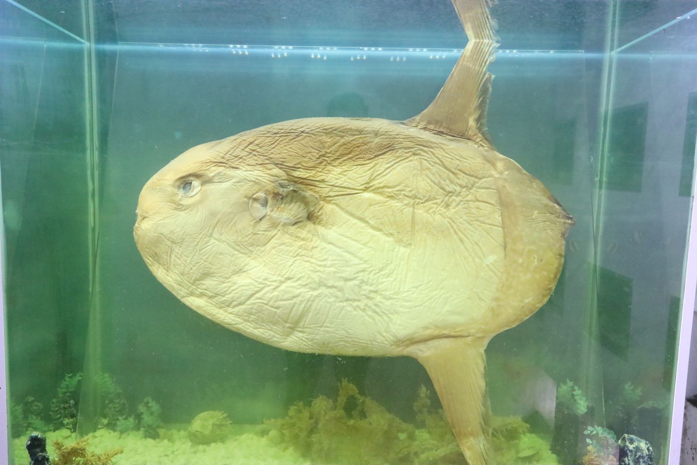 Bộ mẫu thủy sinh vật gồm hơn 1.600 mẫu. Trong đó, có 1.500 mẫu cá từ sông Hương, đầm phá Tam Giang - Cầu Hai và hơn 100 mẫu từ biển Sơn Chà - Hải Vân, được trưng bày trong bể thủy sinh kết hợp khoa học và nghệ thuật. Bộ mẫu thủy sinh vật gồm hơn 1.600 mẫu. Trong đó, có 1.500 mẫu cá từ sông Hương, đầm phá Tam Giang - Cầu Hai và hơn 100 mẫu từ biển Sơn Chà - Hải Vân, được trưng bày trong bể thủy sinh kết hợp khoa học và nghệ thuật.