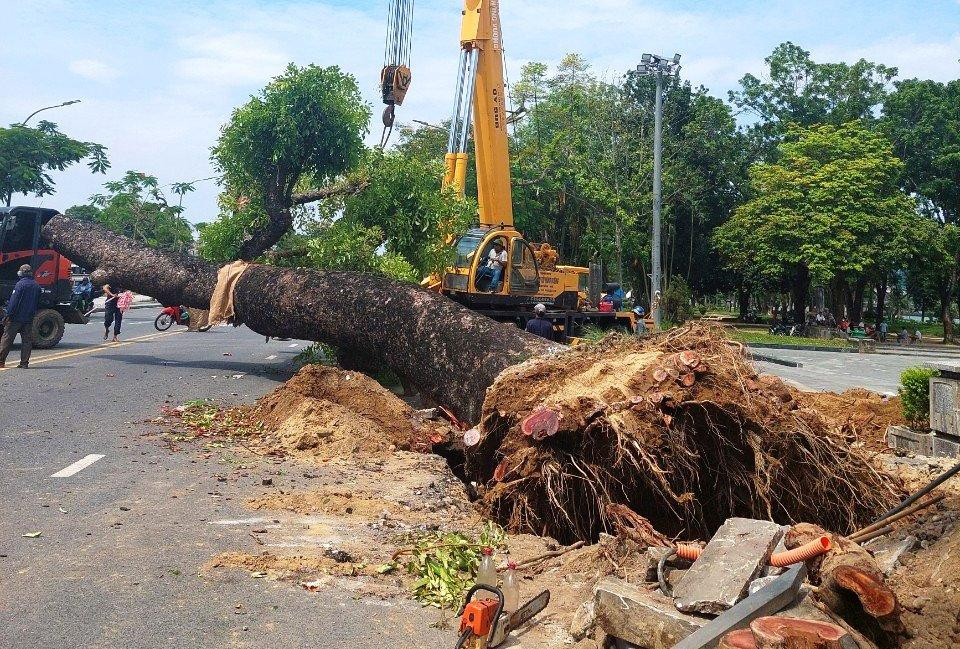 Việc di dời, trục bứng cây hoàn tất vào chiều muộn 26/5. Ảnh: Tám Quang Giám đốc Trung tâm Công viên Cây xanh Huế cho biết, đơn vị sẽ thực hiện các biện pháp kỹ thuật để chăm sóc, duy trì sự sống cho "cụ" cổ thụ hơn 100 tuổi khi dời đến nơi mới. Ảnh: Tám Quang
