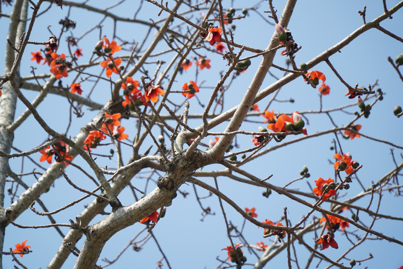 Trên mỗi cây gạo thời điểm hoa nở, lá rụng hết, chỉ còn trơ phần cành, nhánh nhỏ và hoa rực đỏ. Ảnh: Ngọc Văn