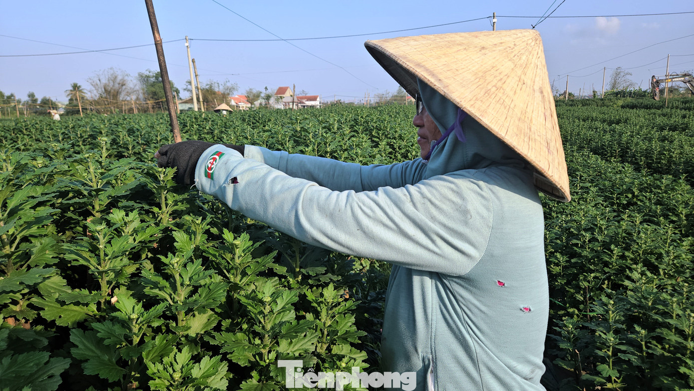 Những ngày này, các nhà vườn, làng hoa lớn tại Huế như Thủy Vân, Thủy Thanh, Phú Mậu… chạy đua chăm sóc hoa Tết để kịp đưa nhiều sản phẩm ra thị trường phục vụ người dân, cơ quan, tổ chức, doanh nghiệp, nhà hàng... nhân dịp đầu Xuân mới 2025.