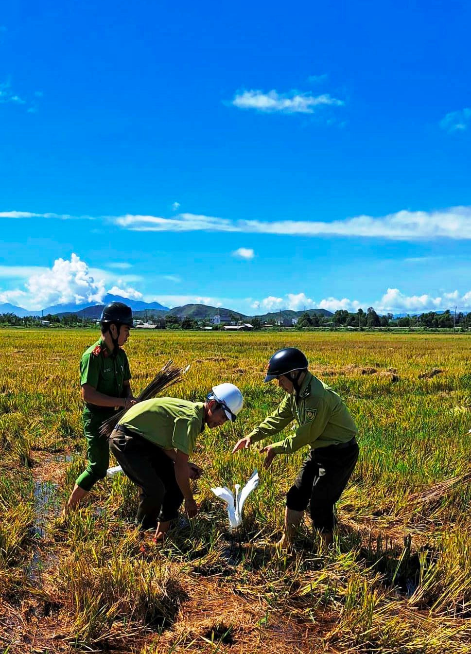 Cứu hộ chim trời bị mắc bẫy.