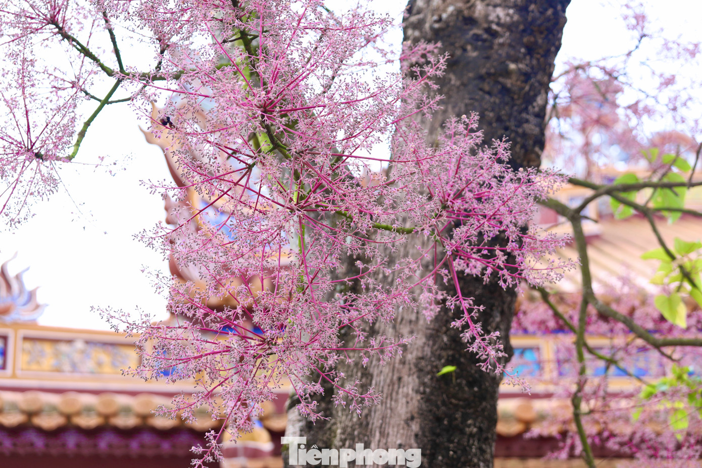 Đến Huế những ngày này, du khách không khó để tìm gặp và chiêm ngưỡng nhiều cây ngô đồng đang kỳ nở hoa hồng tím thắm thiết ở phía sau điện Thái Hòa (Đại nội Huế). Đến Huế những ngày này, du khách không khó để tìm gặp và chiêm ngưỡng nhiều cây ngô đồng đang kỳ nở hoa hồng tím thắm thiết ở phía sau điện Thái Hòa (Đại nội Huế).