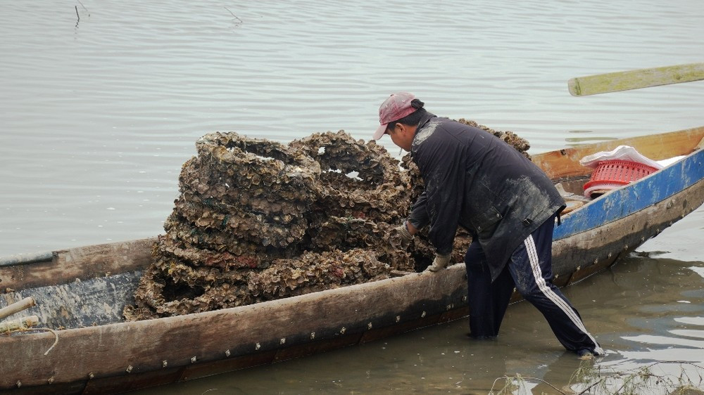 Hồi kết cho nghề nuôi hàu 'lạ lùng' bằng vỏ lốp cao su ảnh 2