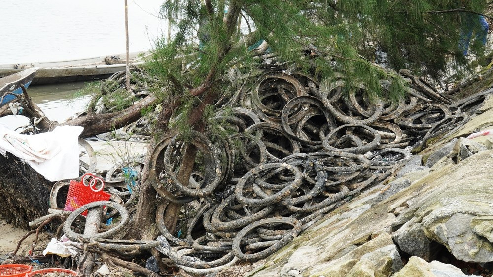 Hồi kết cho nghề nuôi hàu 'lạ lùng' bằng vỏ lốp cao su ảnh 3