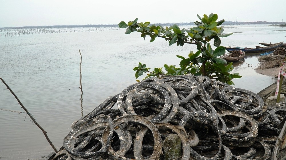 Hồi kết cho nghề nuôi hàu 'lạ lùng' bằng vỏ lốp cao su ảnh 1